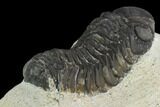 Bargain, Austerops Trilobite - Visible Eye Facets #119966-3